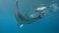 Nusa Penida Land Tour and 4 Points Snorkeling with Manta