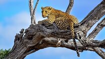 Kruger National Park. 3 Days Best Ever Safari from Cape Town