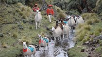 Cultural Multi Day Tour from Lares to Machu Pichu with Llamas