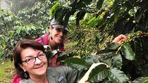 Uvita Coffee Tour