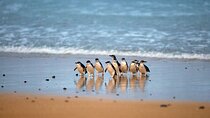 Private Day Tour of Phillip Island Wildlife and Brighton Beach