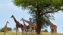 Private Tour to Giraffe Centre Adventure 