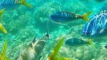 Glass Bottom Boat Water Activity in Montego Bay Jamaica