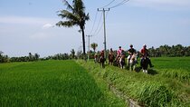 Bali Horse Riding on the Ricefields & Beach 
