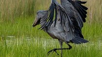 1 Day trip to Mabamba Swamp Shoebill bird tracking