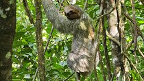 Sloth Tour in the Rainforest from Costa Rica