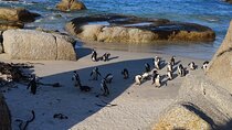 Full Day Cape of Good Hope and Boulders Beach Penguins Tour