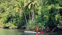 Mangrove Tour on Stand up Paddle or Kayak