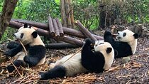 Chengdu Research Base of Giant Panda Breeding Ticket pre-booking