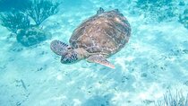 Private Half-day Luxury Experience with Turtles & Majestic Cenote