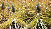 Private Tour Maui Pineapple Farm in Haliimaile