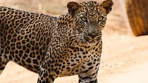 Full Day Private Safari at Yala National Park by La Safari Inn Tours