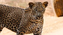 Full Day Private Safari at Yala National Park by Yala La Safari Tours