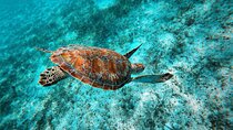 Private Swimming with Turtles Activity in Akumal Bay