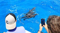 2 Hour Big Island Dolphin Watching and Sea Turtle Snorkel Tour