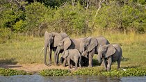 10 Days Uganda wildlife and Primate Trekking Safari