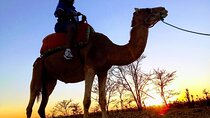 Sunset Camel Ride in the Palm Grove of Marrakech