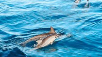 3 Hour Big Island Dolphin Watch Boat Tour, Snorkeling & BBQ Lunch