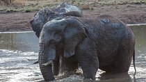 Pilanesberg National Park - Day Tours & Multiple Days