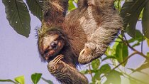Bogarin Trail Sloth Guided Tour