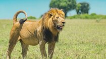  Nairobi National Park Half Day Tour