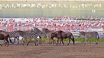3 Day Tanzania Safari Exploring Manyara Ngorongoro and Tarangire