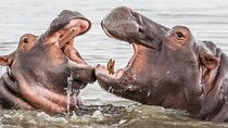 Half Day Hippo & Croc Safari Isimangaliso Tour from Durban