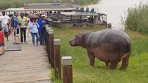 1/2 Day Safari Hippo & Croc in Isimangaliso W/Park from Durban