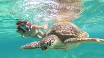 Turtle and Reef Sanctuary Snorkeling