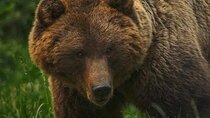 Bears Sanctuary Entry Ticket with Guide & Transfer from Brasov