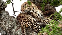10 Days Kenya and Tanzania Budget Safari Tour