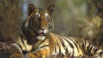 Ranthambore Day Trip from Jaipur with Tiger Safari
