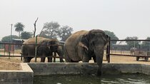 From Delhi: Taj Mahal Tour with Elephant Conservation Centre