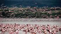 2Days Lake Bogoria and Lake Nakuru National Park Safari