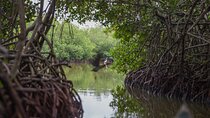 Cartagena Mangrove Tour