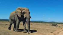 Addo Elephant National Park Full Day Private Tour