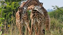 Nairobi: National Park ,Giraffe Center & Souvenir Tour