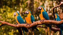 Explore Parque das Aves with a Guided Tour VIP