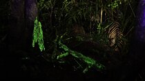Bioluminescent Fungi Trail in Goa's Western Ghats Activity
