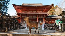 Exclusive Luxury Day Tours Serene Nara