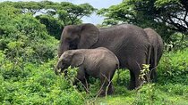 Day Tour in Tanzania -Arusha - Tarangire National Park - Arusha