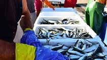 Porto and Matosinhos: Sardine Production - Small Group Tour 