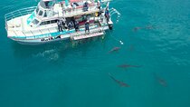 Shark Cage Diving and Viewing with transport from Cape Town