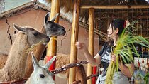 Cusco: Alpaca and Llama Farm Tour with Transfer & Weaving Demo