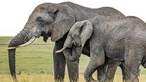 6 Days Group Multi Day Tour Masai Mara Lake Nakuru and Amboseli