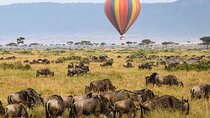 Safari Multi- day Private Tour from Arusha