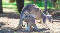 Sydney Wild Kangaroos and a Cruise: A Private Wildlife Adventure
