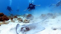 Private Scuba Dive with guide/Photographer (Certified divers)