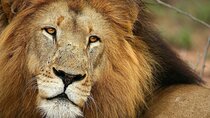 Aquila Big 5 Safari: Exclusive Wildlife Tour & Park Fee included 