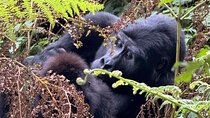 3 Days of Gorilla Trekking Budget Safari in Uganda